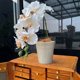 Export foreign trade French creative personality modern home furnishing succulent green plants Phalaenopsis colored akarokaro ceramic small flower pot