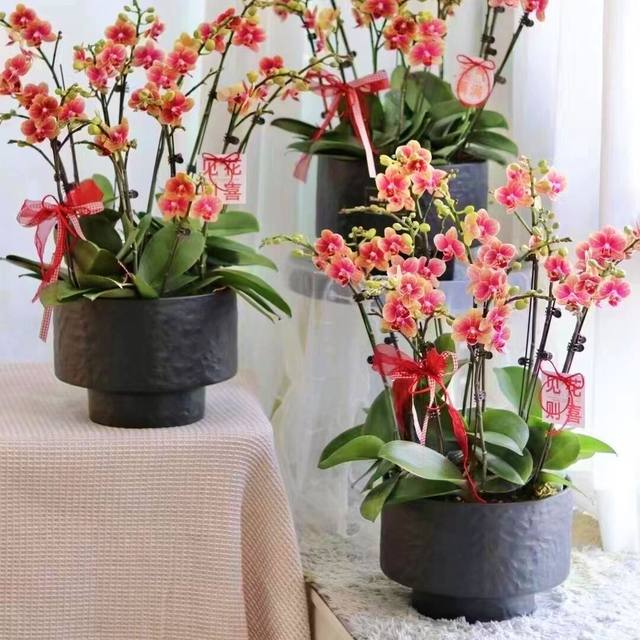 Simple flowerpot Cymbidium orchid Phalaenopsis large diameter low style flower pot plant potted bonsai net red flower pot