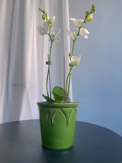 Nordic simple flower pot emperor Roman green ice crack glaze creative personality kiln transformed phalaenopsis orchid green plant set pot