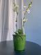 Nordic simple flower pot emperor Roman green ice crack glaze creative personality kiln transformed phalaenopsis orchid green plant set pot