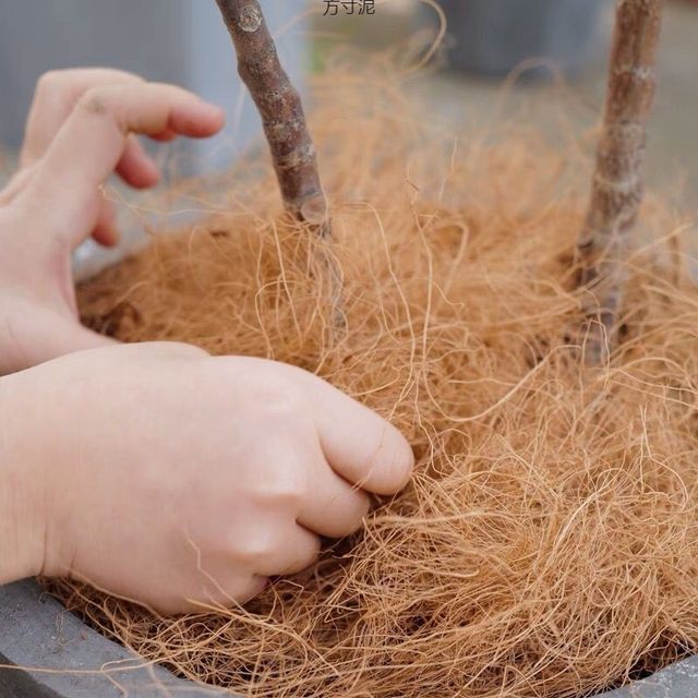 Coconut palm silk flower pot shop bird's nest pad breathable silk hamster cage wood chip shaving pigeon bird's nest pad