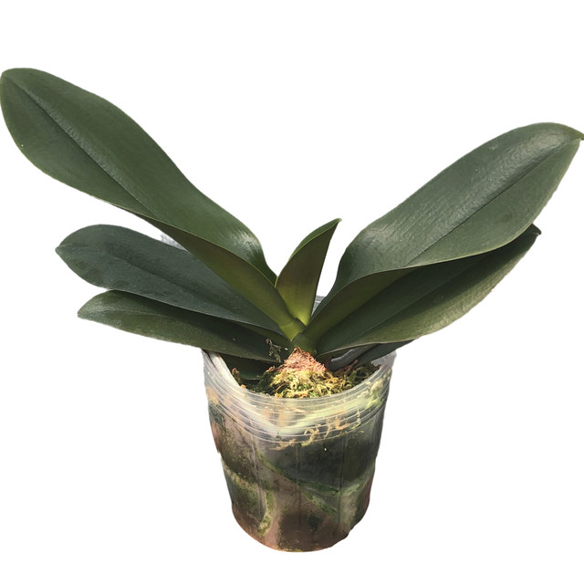 The big seedling butterfly orchid seedling base is self-produced to ensure that the designs and colors are complete and new varieties are continuously updated.