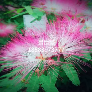 香水扑 新人首单立减十元 22年3月 淘宝海外