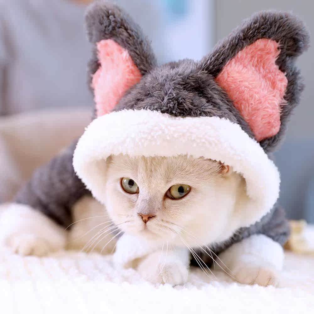猫咪衣服无毛猫幼猫宠物搞笑小奶猫搞怪猫猫可爱冬装服饰冬天保暖