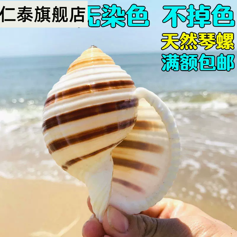 卷贝鱼繁殖贝壳 新人首单立减十元 21年11月 淘宝海外