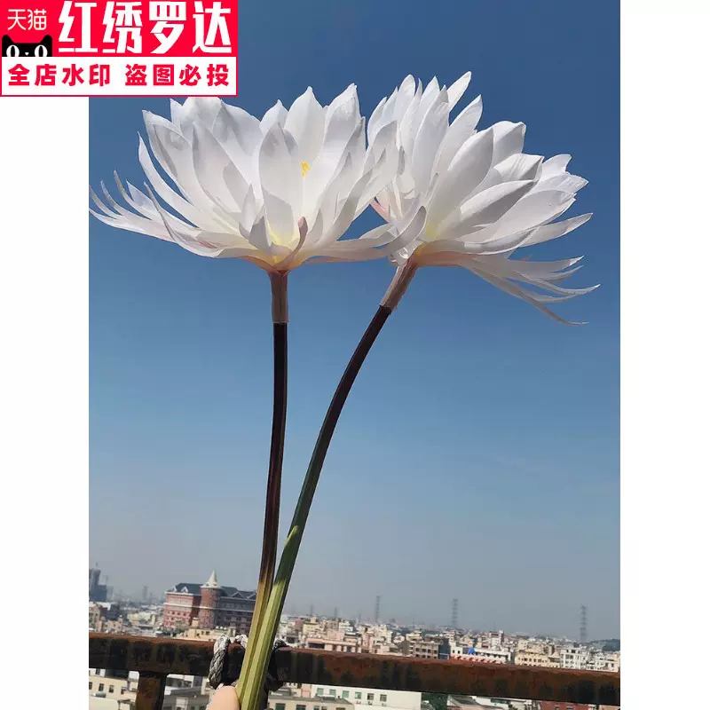彼岸花仿真假花-新人首单立减十元-2021年11月淘宝海外