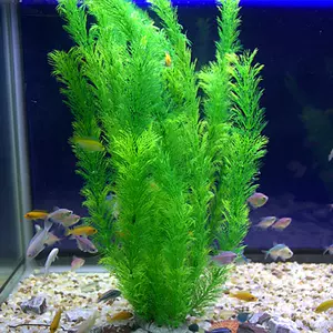 養金魚水草 新人首單立減十元 22年10月 淘寶海外 養金魚水草 新人首單立減十元 22年10月 淘寶海外