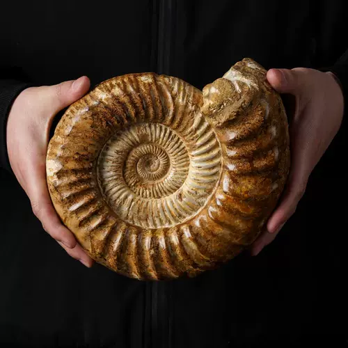 化石收藏 新人首单立减十元 22年1月 淘宝海外