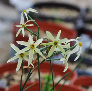 球根植物水仙 新人首单立减十元 22年7月 淘宝海外