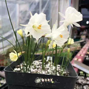 春水仙盆 新人首单立减十元 22年8月 淘宝海外
