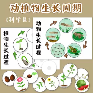 幼儿园植物生长过程 新人首单立减十元 22年7月 淘宝海外 幼儿园植物生长过程 新人首单立减十元 22年7月 淘宝海外
