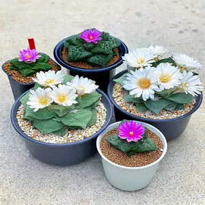 牡丹实生 新人首单立减十元 22年8月 淘宝海外