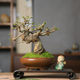Orphan small leaf elm dwarf sketch miniature leaf viewing old pile bonsai indoor home desktop four seasons ornaments