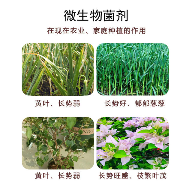 Bacillus subtilis organic vegetable soil improvement bacteria agricultural disease control fertilizer planting single microbial bacteria