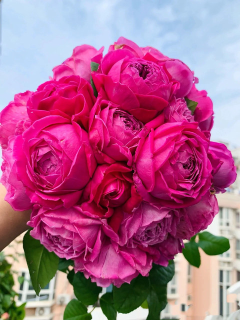 U Shape Roses Nostalgic and elegant rose seedlings, shrubs, large-flower bun-shaped ...