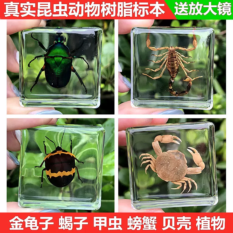 小动物真实昆虫标本树脂真虫金龟子蝎子蜘蛛甲虫标本幼儿园教学