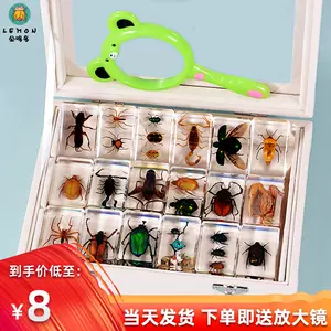 金龟甲虫标本 新人首单立减十元 22年7月 淘宝海外