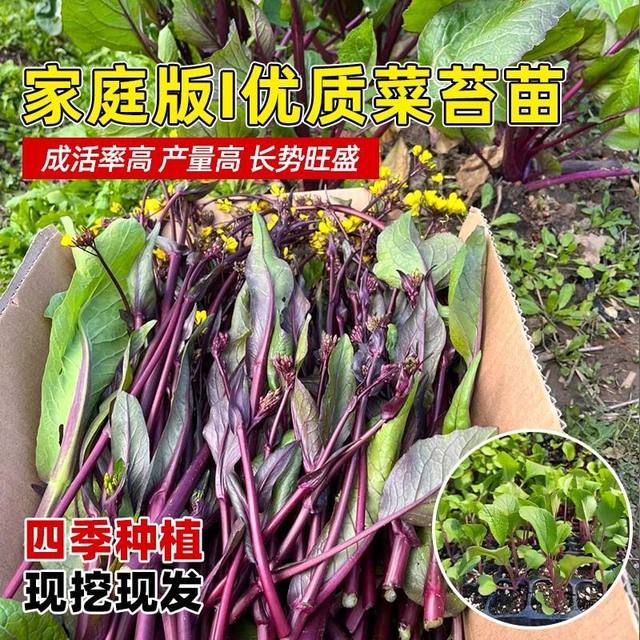 Authentic red rapeseed moss seedlings, old varieties of green cabbage moss seedlings, Hubei Hongshan red rapeseed moss seedlings seeds, autumn and winter vegetable seedlings