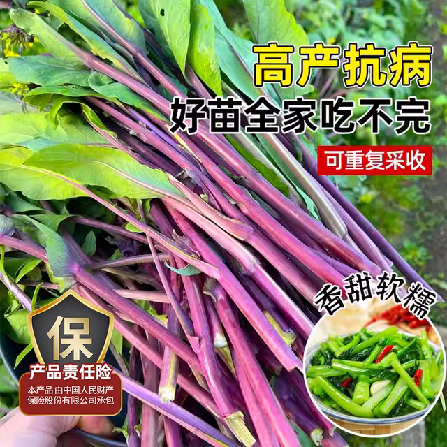 Authentic red rapeseed moss seedlings, old varieties of green cabbage moss seedlings, Hubei Hongshan red rapeseed moss seedlings seeds, autumn and winter vegetable seedlings