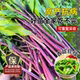 Authentic red rapeseed moss seedlings, old varieties of green cabbage moss seedlings, Hubei Hongshan red rapeseed moss seedlings seeds, autumn and winter vegetable seedlings