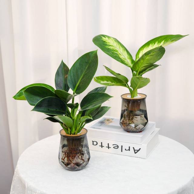 Hydroponic green plant four-piece set for home air purification Marian gold diamond rich coconut duck foot wood purifies air