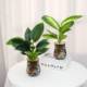 Hydroponic green plant four-piece set for home air purification Marian gold diamond rich coconut duck foot wood purifies air