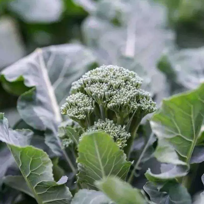 花椰菜笋 新人首单立减十元 22年6月 淘宝海外