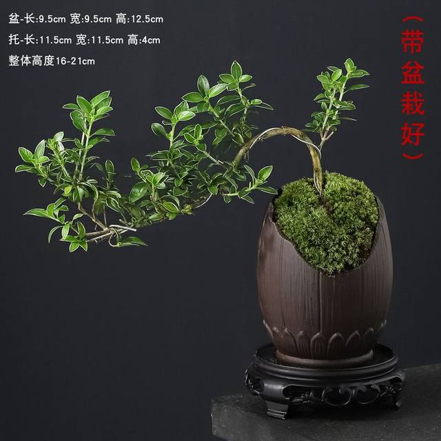 June snow bonsai white flower modeling physical Zen will old pile desktop bonsai strap potted art small ornament plants
