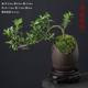 June snow bonsai white flower modeling physical Zen will old pile desktop bonsai strap potted art small ornament plants
