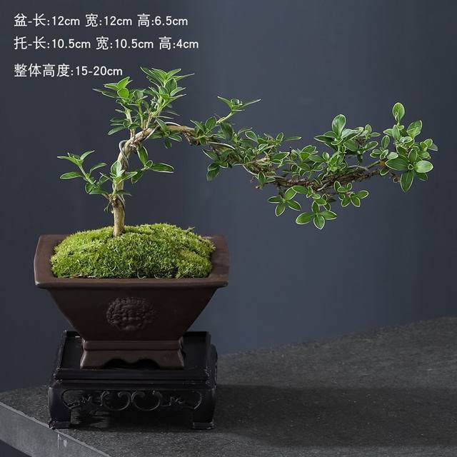 June snow bonsai white flower modeling physical Zen will old pile desktop bonsai strap potted art small ornament plants
