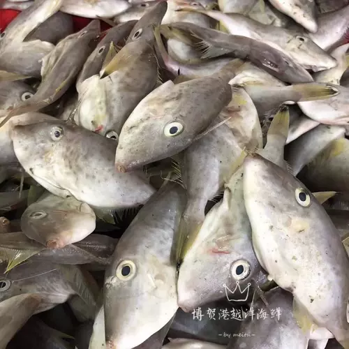 凍馬面魚 新人首單立減十元 22年2月 淘寶海外