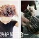 Taiwan's authentic Dream 17 bubble dye, pure hair dye, natural plant hair dye, non-irritating, ammonia-free, covering gray hair