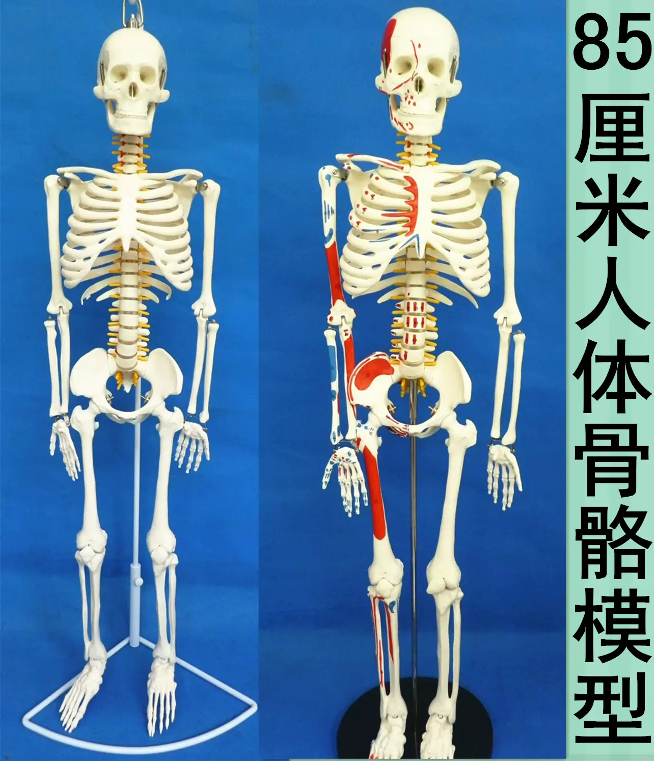 医学人体骨骼模型人体脊椎骨架医学脊柱标本小人全身骨模型85