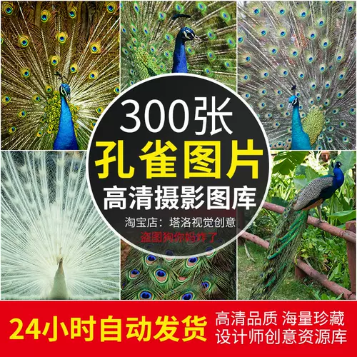孔雀蓝素材 新人首单立减十元 22年2月 淘宝海外