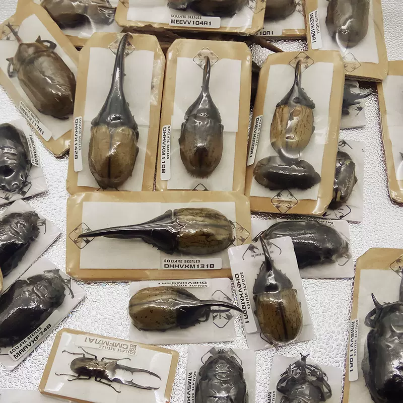 多品种系列昆虫甲虫标本自然教育科普收藏四方虫业 甲虫宠物