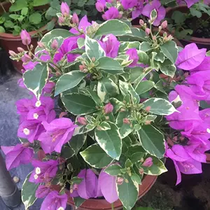 紫水仙花 新人首单立减十元 22年10月 淘宝海外