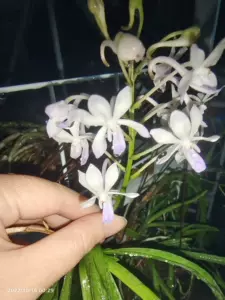 風蘭 Top 600件風蘭 23年2月更新 Taobao