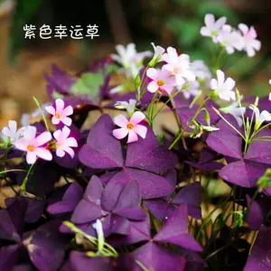 紫色酢浆草 新人首单立减十元 22年7月 淘宝海外