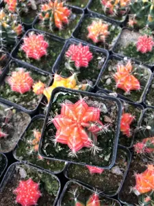 牡丹实生 新人首单立减十元 22年8月 淘宝海外