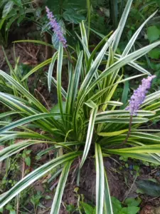 绿麦冬草 新人首单立减十元 22年9月 淘宝海外