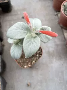 块根植物盆栽 新人首单立减十元 22年3月 淘宝海外