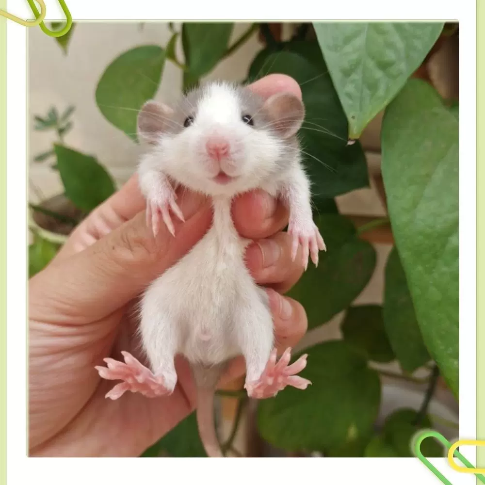 花枝鼠耳 新人首单立减十元 22年4月 淘宝海外 花枝鼠耳 新人首单立减十元 22年4月 淘宝海外