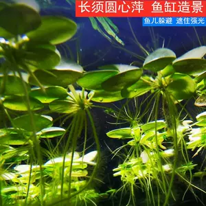 鱼缸浮草水草 新人首单立减十元 22年7月 淘宝海外