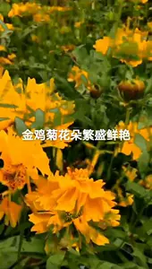 草本花种子 新人首单立减十元 22年9月 淘宝海外