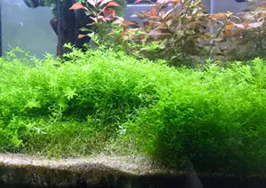 大树叶水草 新人首单立减十元 22年3月 淘宝海外