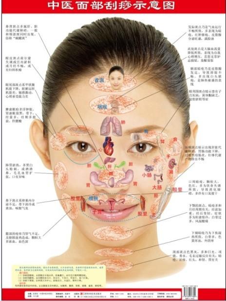 面部刮痧,刮痧图解,刮痧治病,畅销挂图,中医面部挂痧示意图