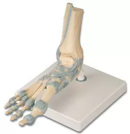 足部骨模型-新人首单立减十元-2022年5月|淘宝海外
