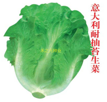 Italian cream lettuce seeds Roman peacock carrot purple lettuce seeds vegetable spring and summer rapeseed seeds
