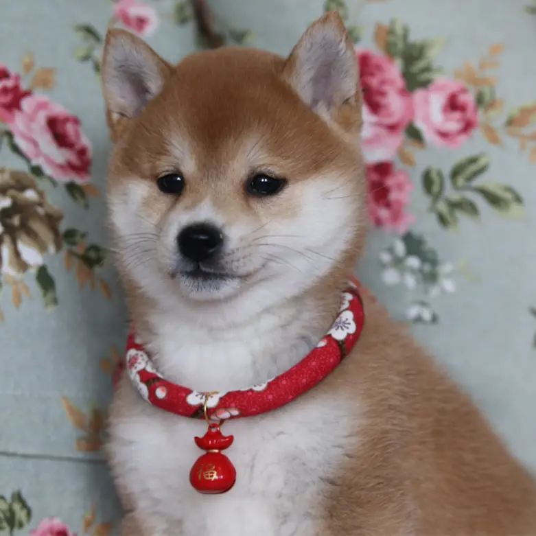 彤享柴犬幼犬項圈和風小鈴鐺可調節狗項圈日系裝飾小型