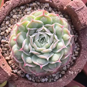 多肉植物种子 新人首单立减十元 22年6月 淘宝海外